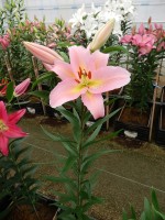 [5235 Fenice 2N No02.JPG]